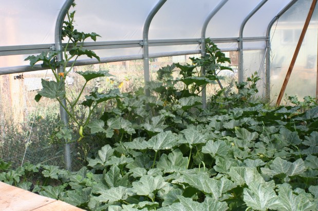 What happened to the “Community of Companions?”: the impact of dripline irrigation on LifeGiving Farm,&nbsp;2021